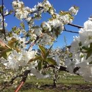File-2016-04-15-6-48-23-AM
