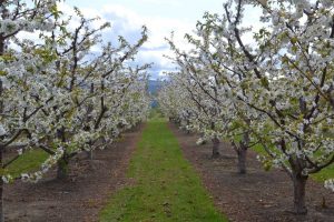 Orchard